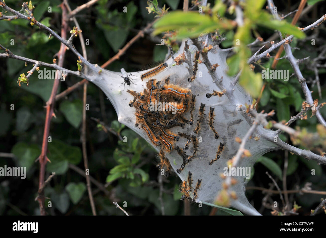 Lackey Moth caterpillars making a protective web Stock Photo - Alamy