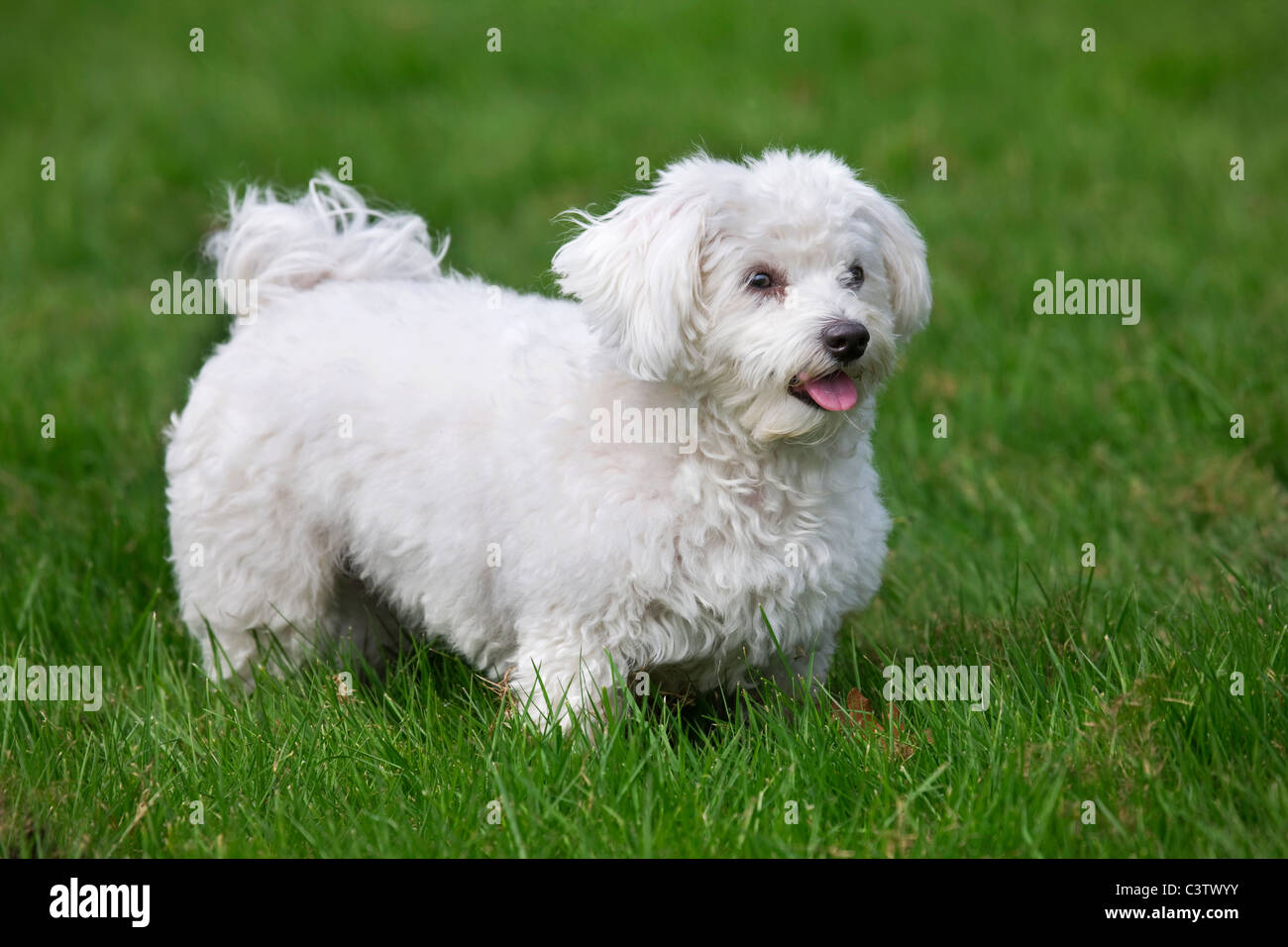 Small Dog Playing Fetch Small Dog Playing Fetch