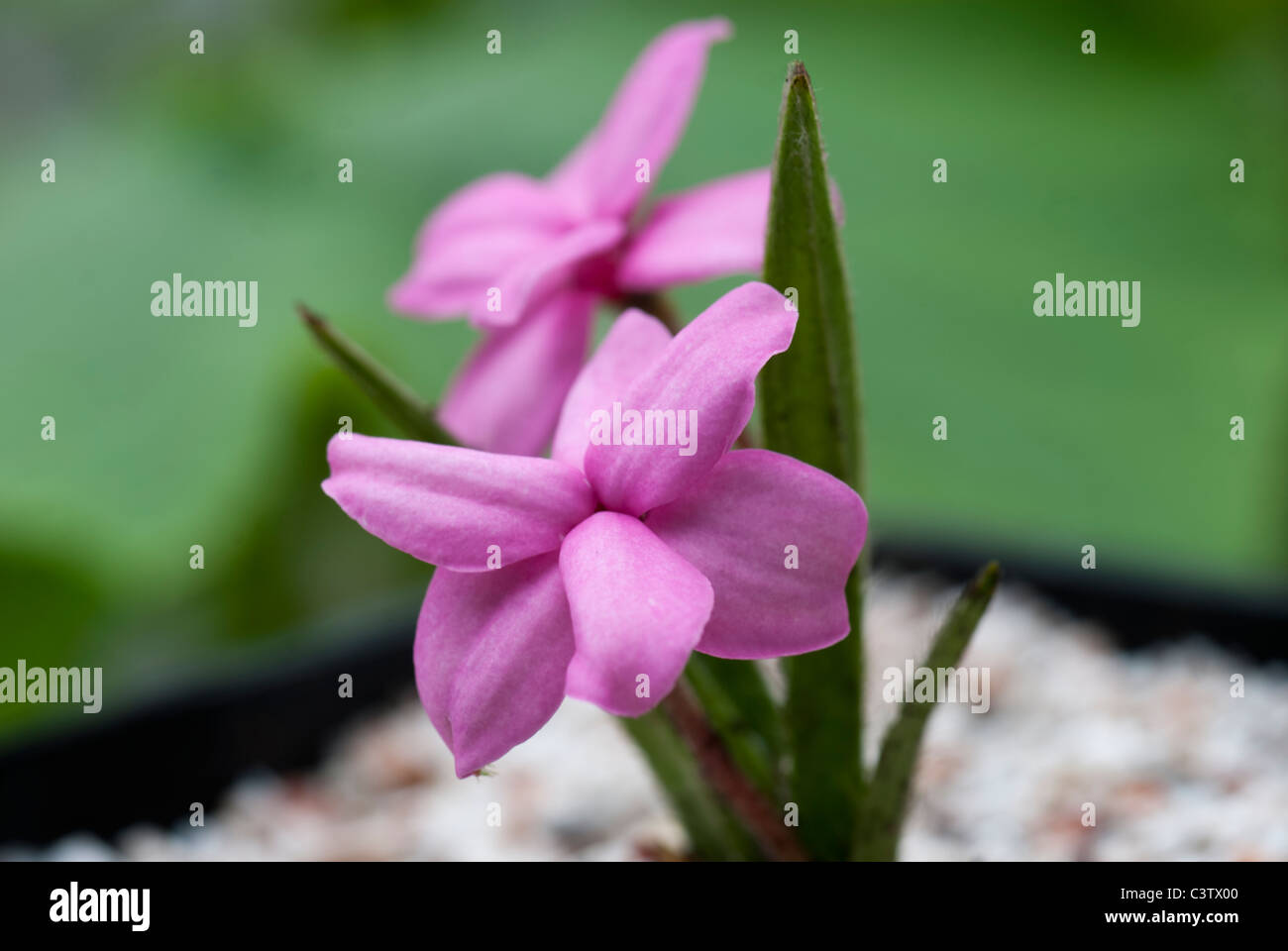 Rhodohypoxis baurii Stella growing in a container Stock Photo