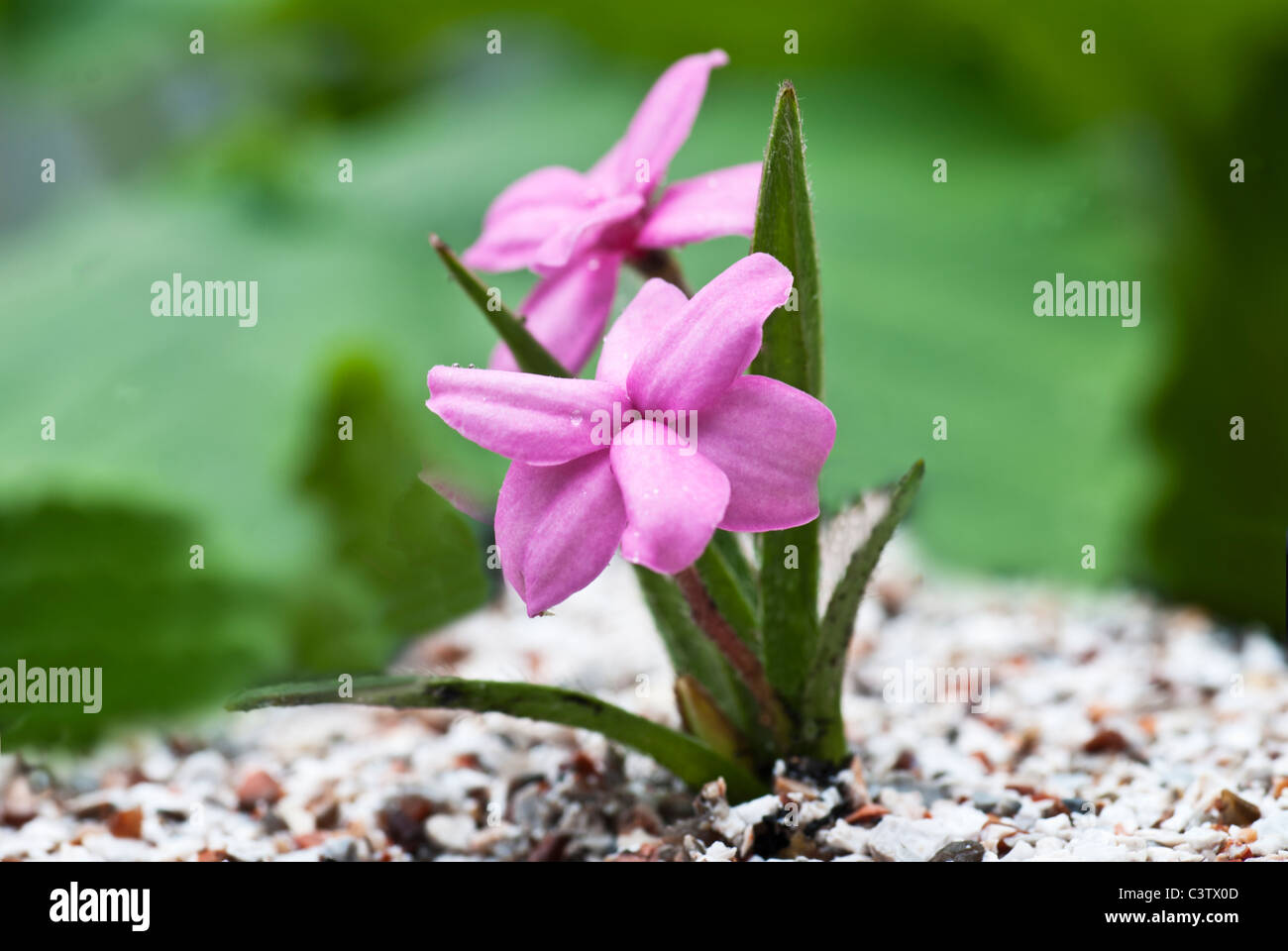 Rhodohypoxis baurii Stella growing in a container Stock Photo