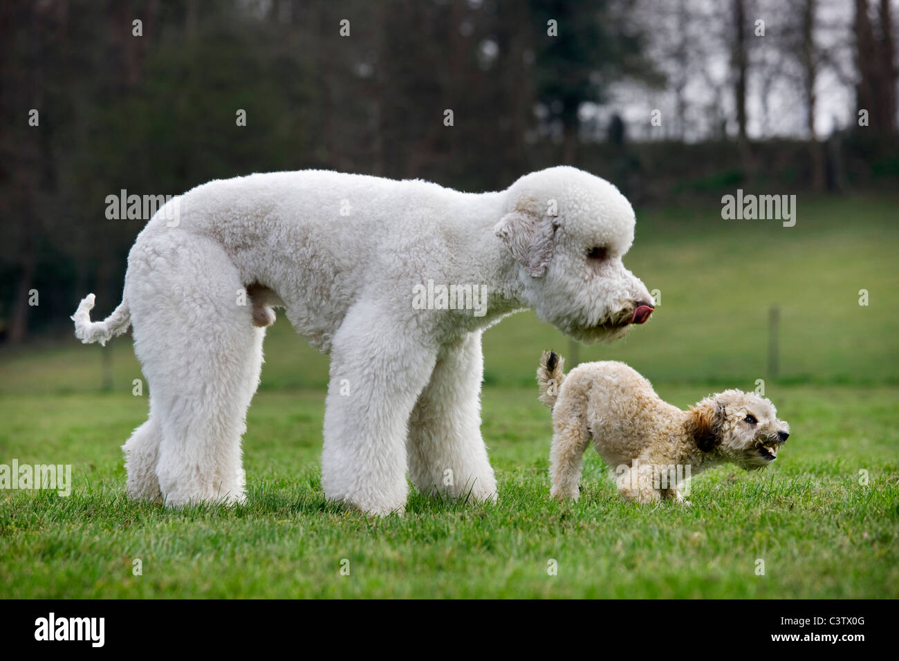 Standard poodle puppy hires stock photography and images Alamy