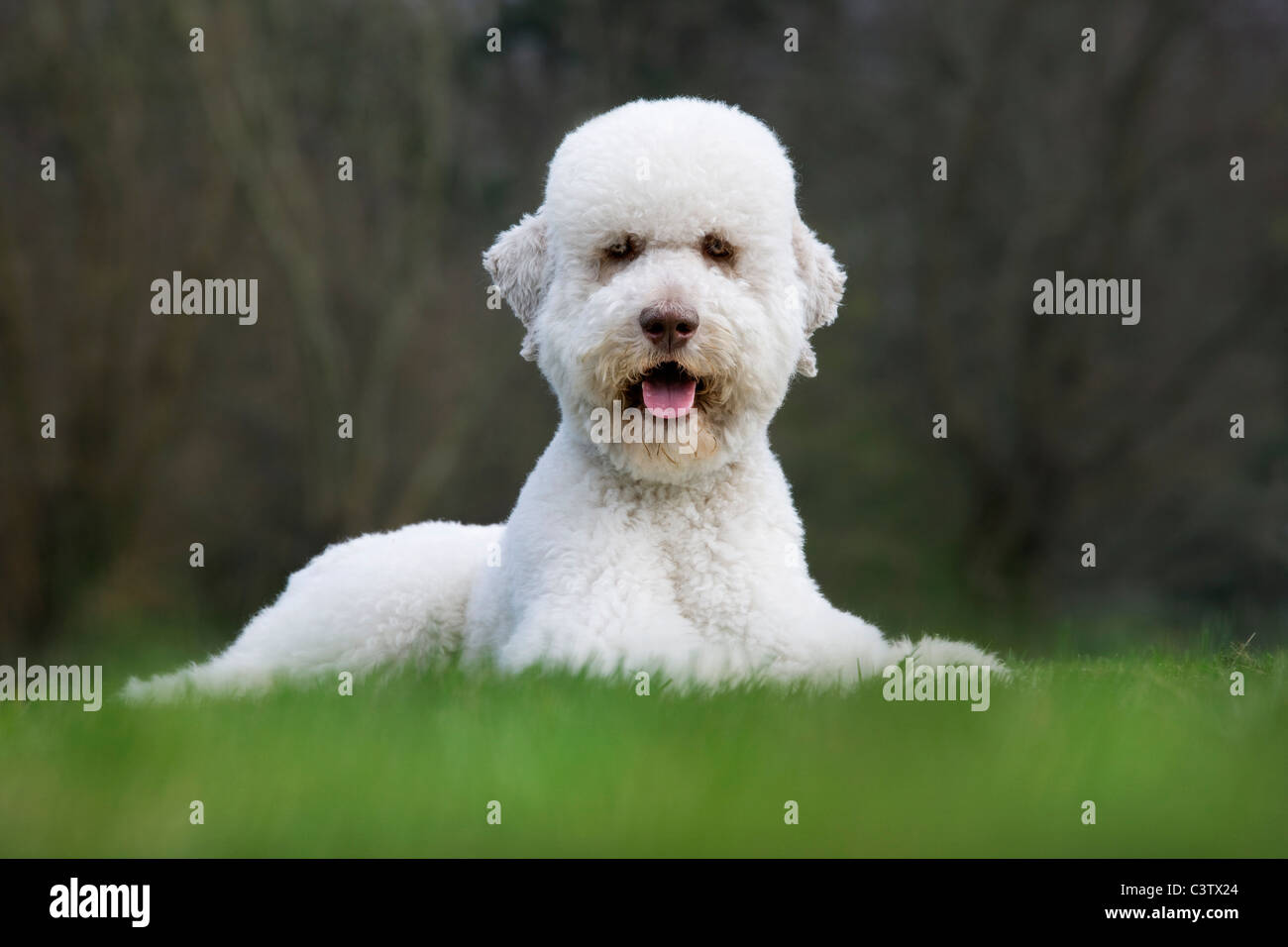 Standard poodle (Canis lupus familiaris) lying in garden Stock Photo
