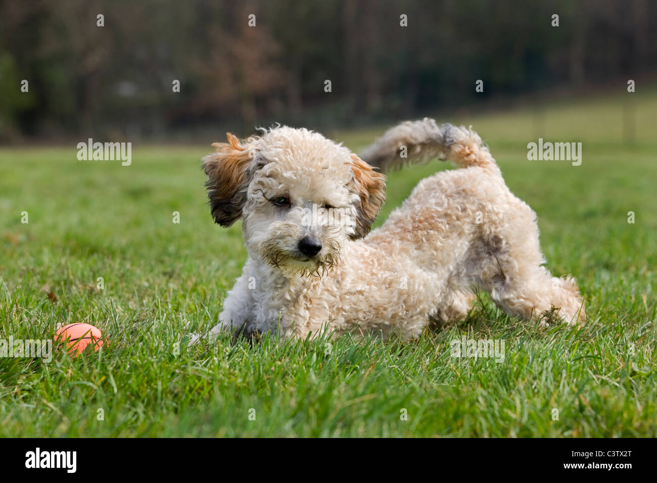 Standard poodle (Canis lupus familiaris) pup playing with ball in garden Stock Photo
