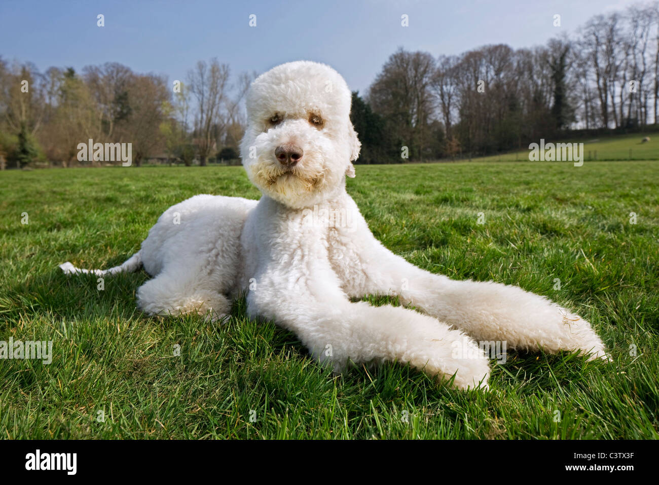 Standard poodle (Canis lupus familiaris) lying in field Stock Photo - Alamy