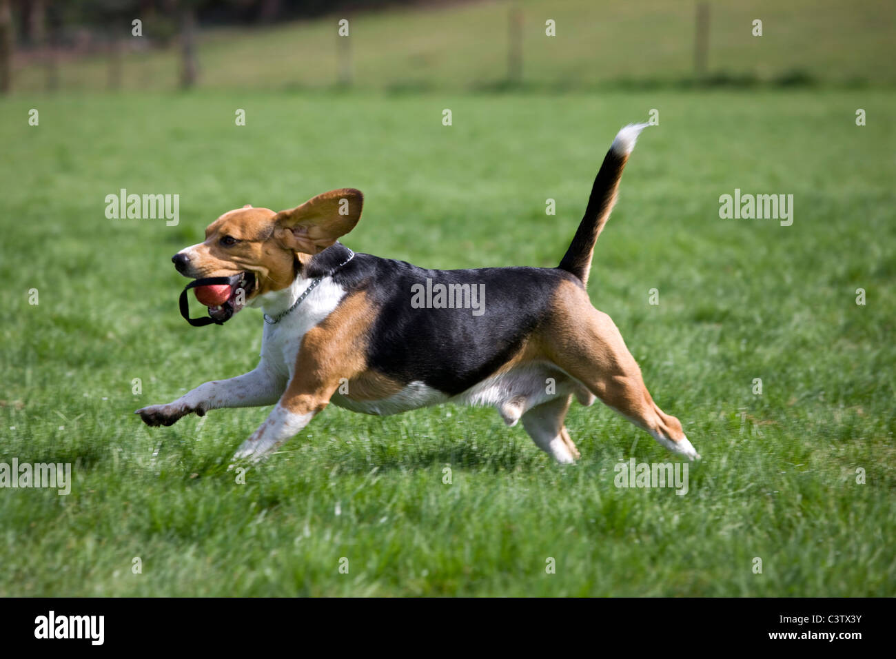 Do Beagles Run Fast