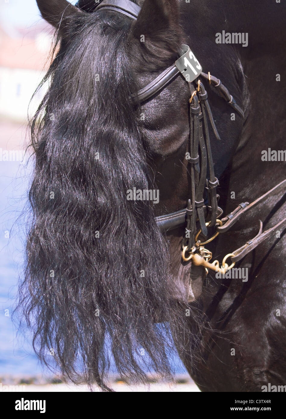 Forelock hires stock photography and images Alamy