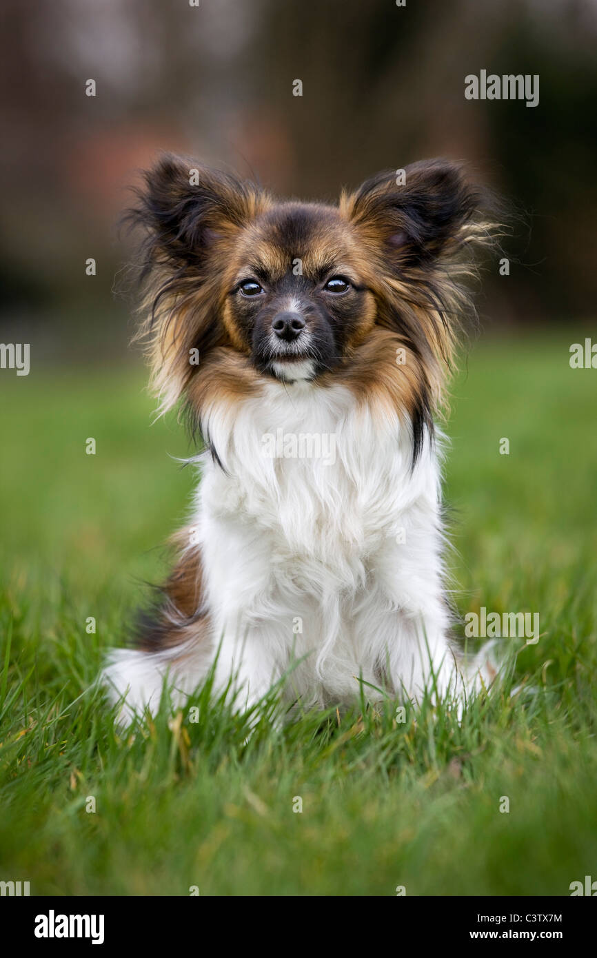 Papillon dog (Canis lupus familiaris) sitting on lawn in garden Stock Photo