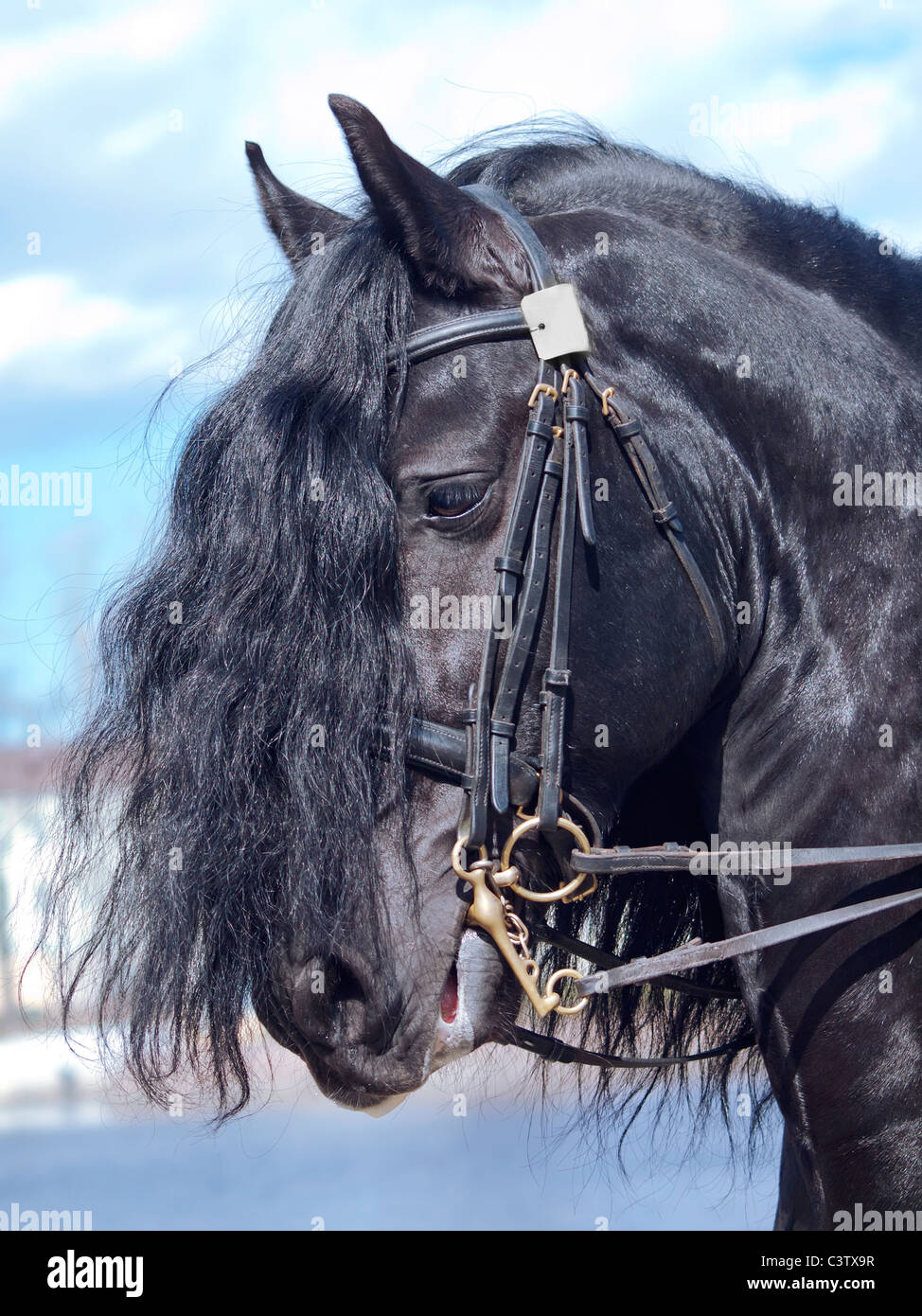 Black friesian horse hi-res stock photography and images - Alamy