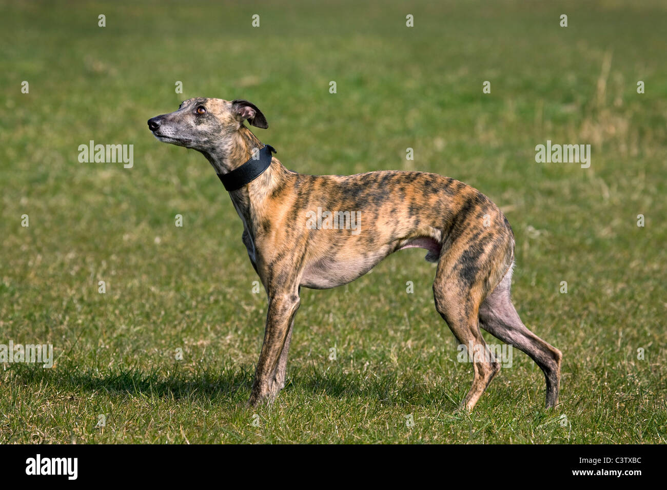 Whippet (Canis lupus familiaris) in garden Stock Photo