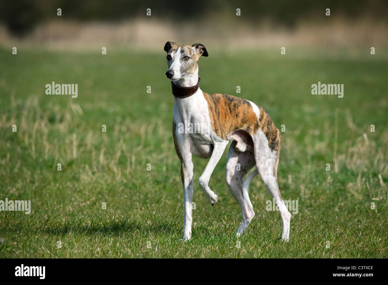Whippet (Canis lupus familiaris) in field Stock Photo