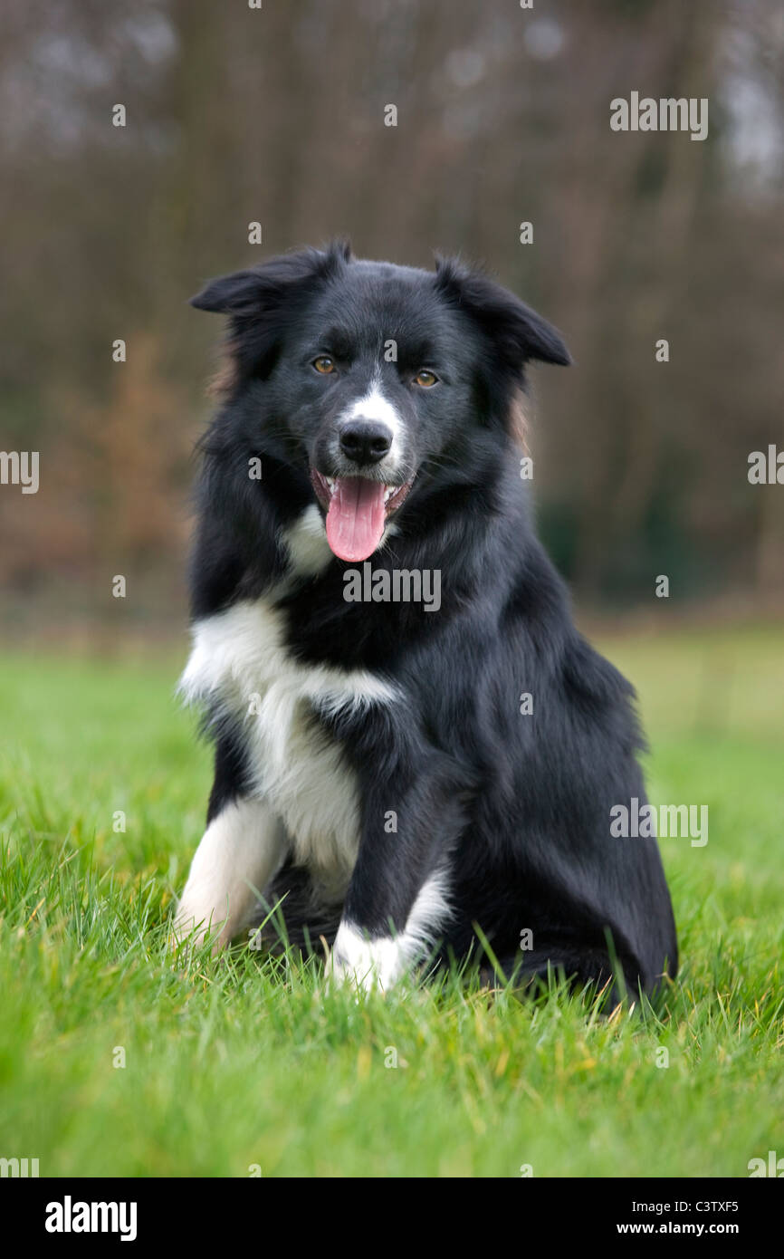 Border Collie (Canis lupus familiaris) sheepdog sitting in field Stock Photo