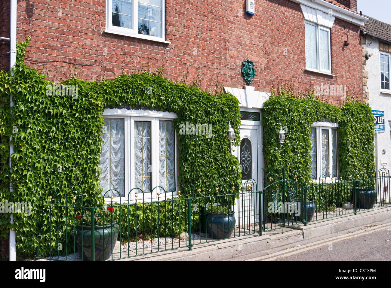 Creeper adorning the outside brick walls of a house in Worksop Notts UK Stock Photo