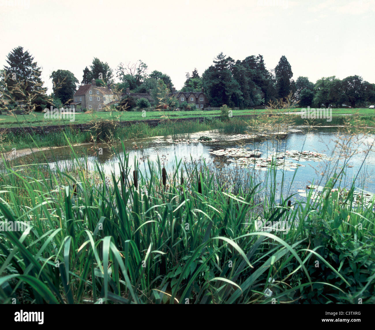 Pond on village green, Frampton on Severn, Gloucestershire, Severn Vale, England, UK, Europe Stock Photo