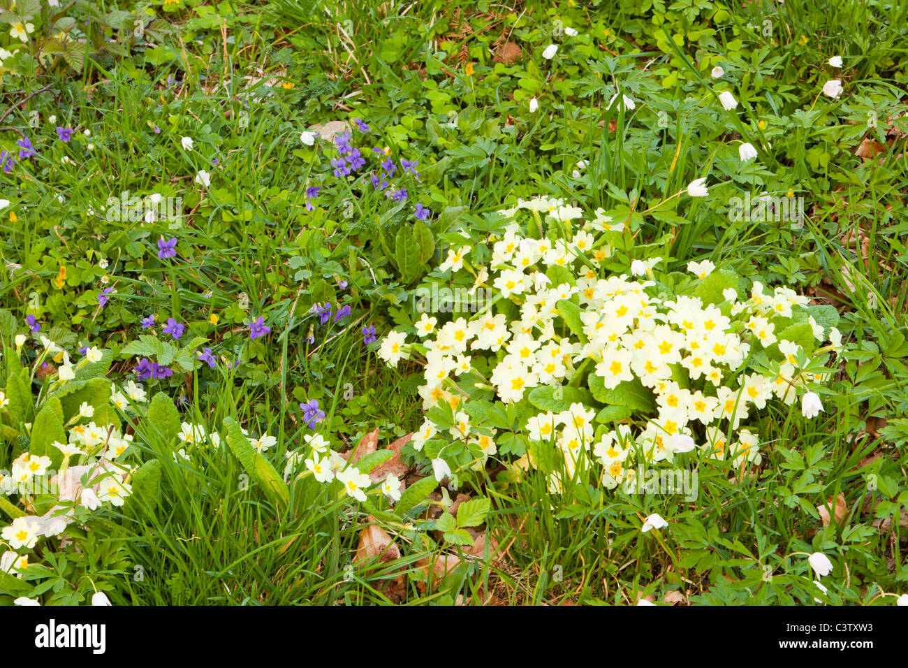 Spring flowers, including Wood Anemone, violet, and Primrose on a woodland floor in Windermere, UK. Stock Photo