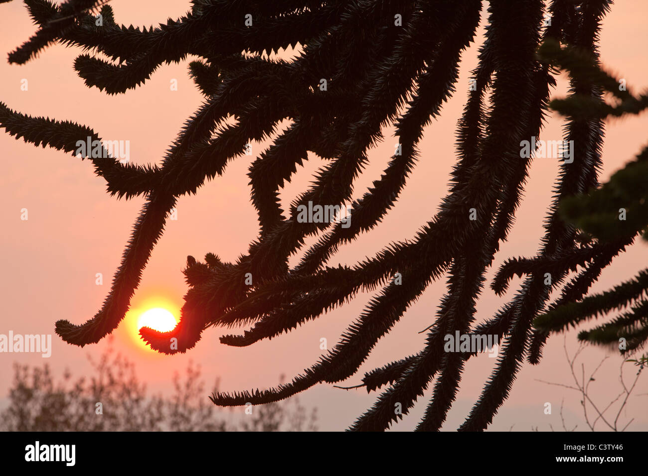 Sunset through the branches of a Monkey Puzzle Tree (Araucaria araucana) in Windermere, Cumbria, UK. Stock Photo
