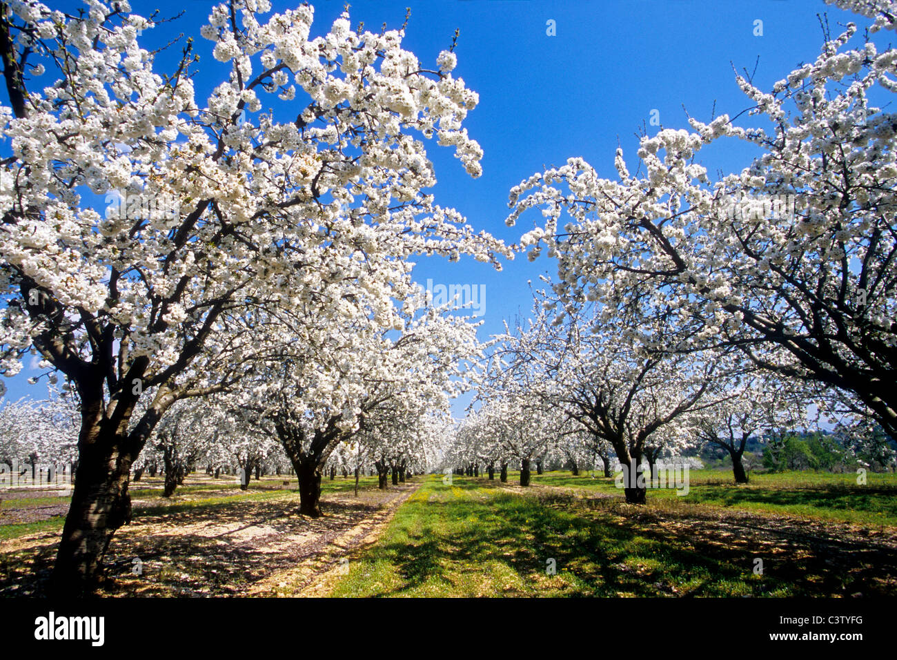 fruit blossom tree in the Luberon southern France Stock Photo