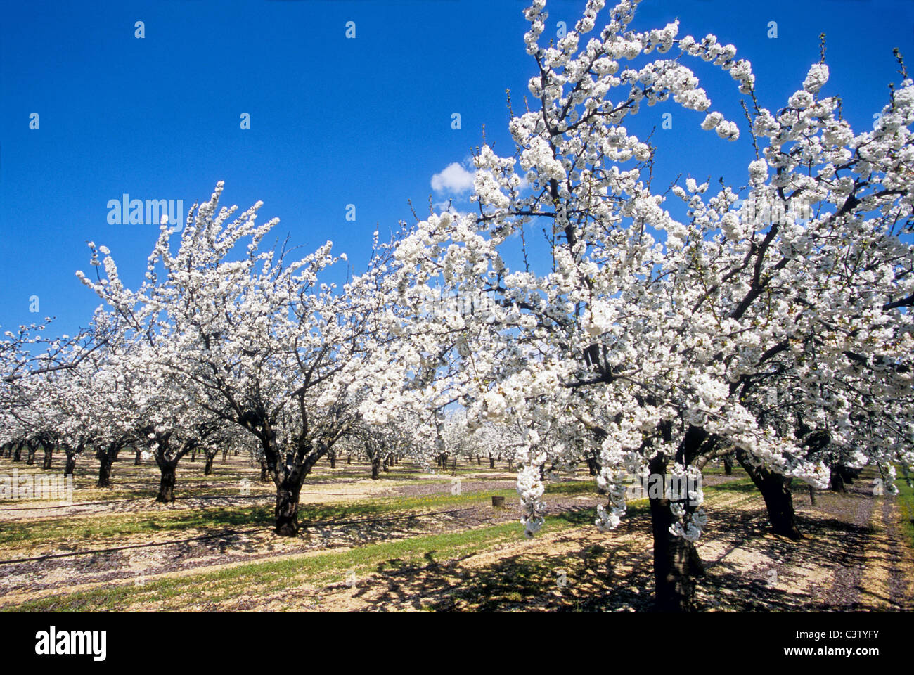 fruit blossom tree in the Luberon southern France Stock Photo