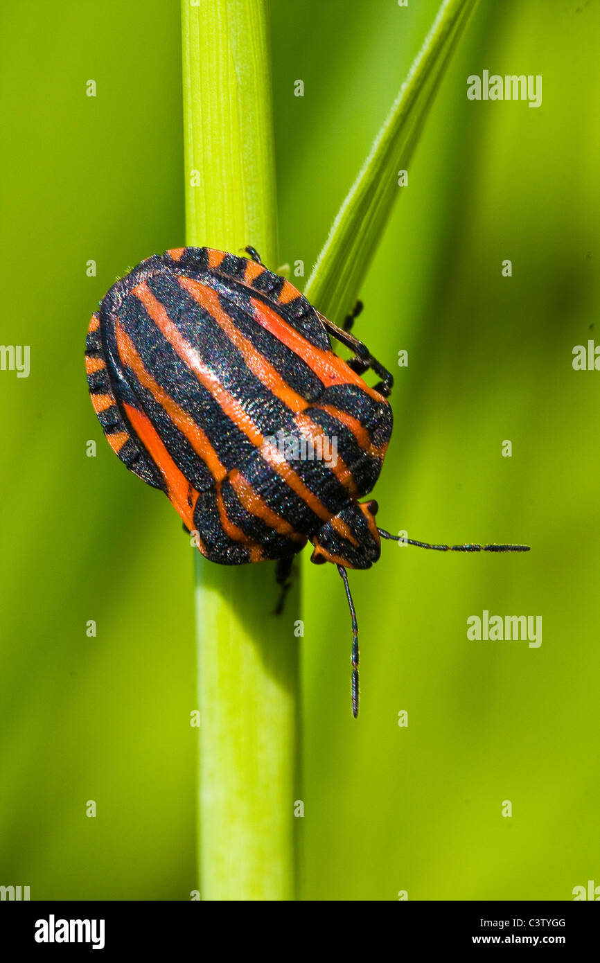 black orange striped bug, graphosoma lineatum, on green stem Stock Photo
