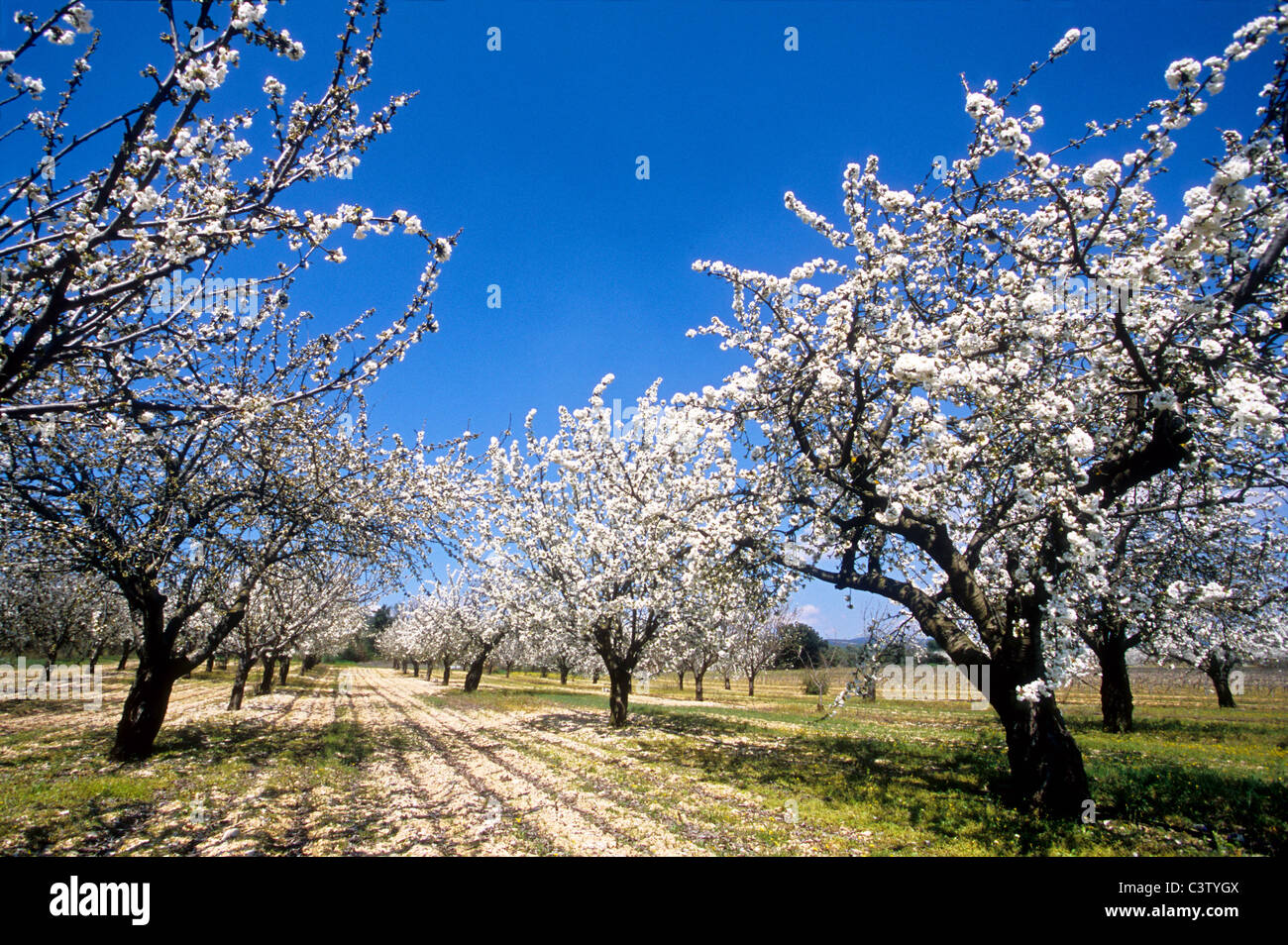 fruit blossom tree in the Luberon southern France Stock Photo