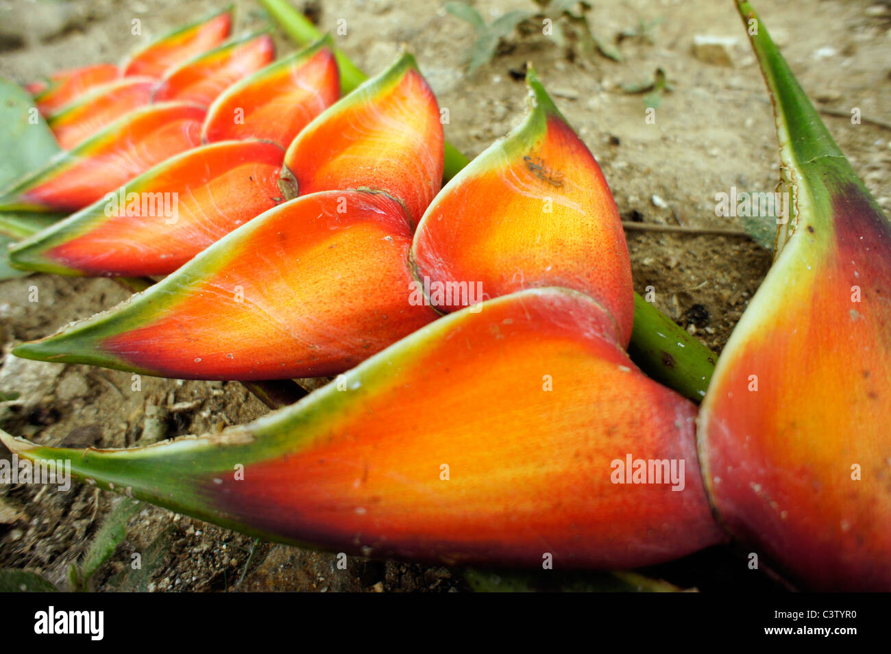 Tropical flower (Heliconia Red Wagneriana), Minca, Magdalena department, Colombia Stock Photo