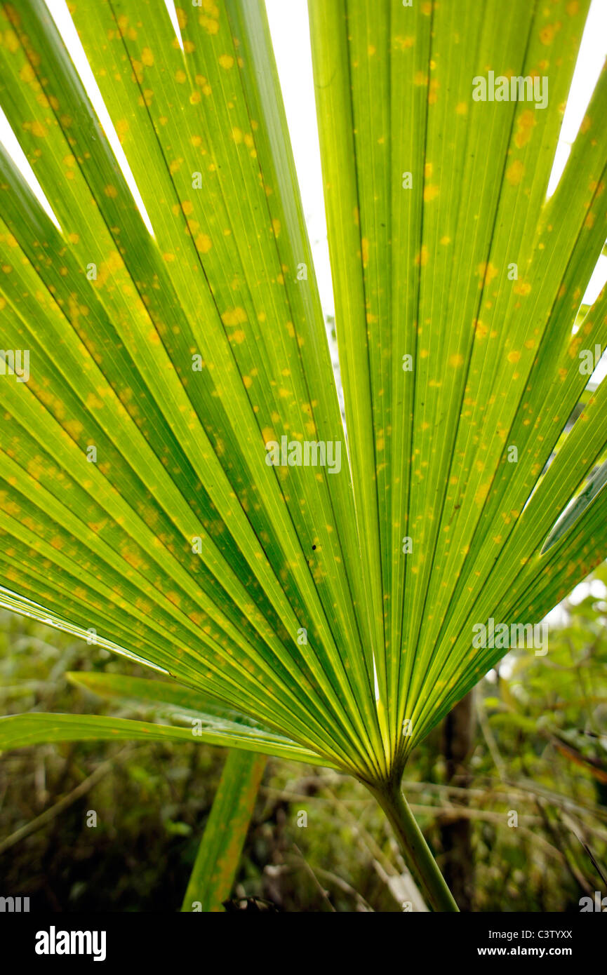 Tropical leaf, Minca, Magdalena department, Colombia Stock Photo Alamy