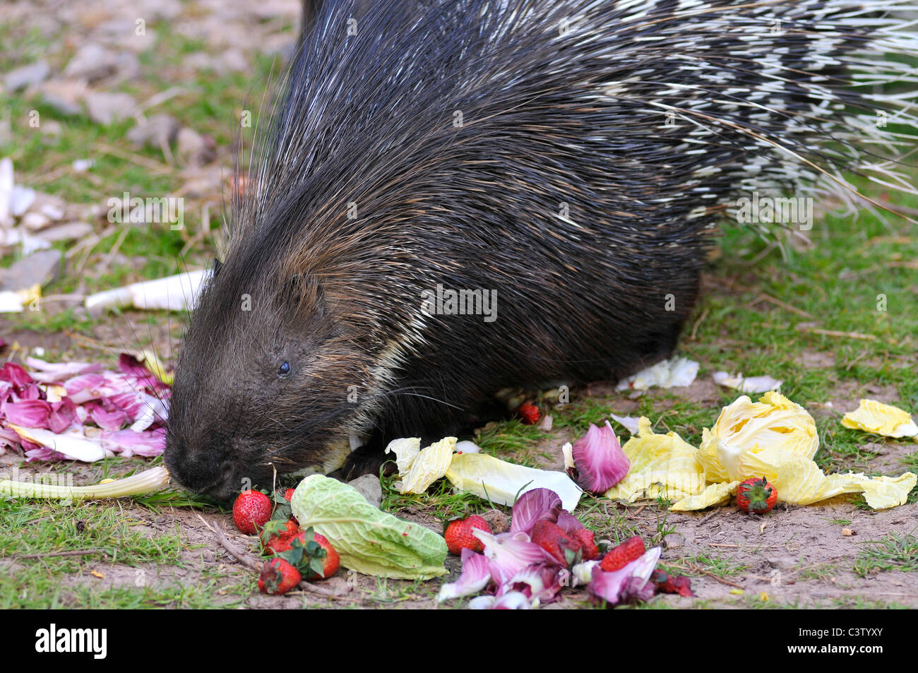 Closeup Indian Crested Porcupine (Hystrix indica) eating vegetables Stock Photo