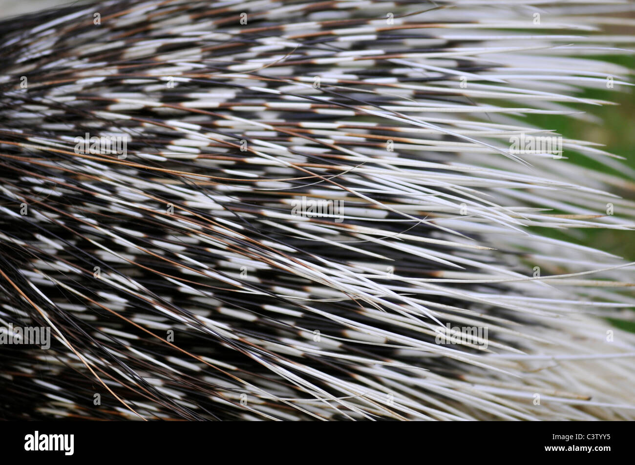 Closeup quills of Indian porcupine (Hystrix indica) Stock Photo