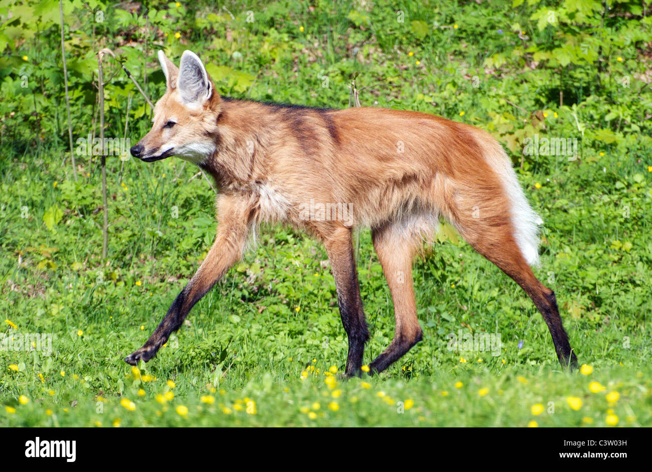 Maned wolf walking hi-res stock photography and images - Alamy