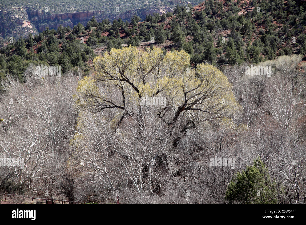 Freemont cottonwood tree in Arizona Stock Photo