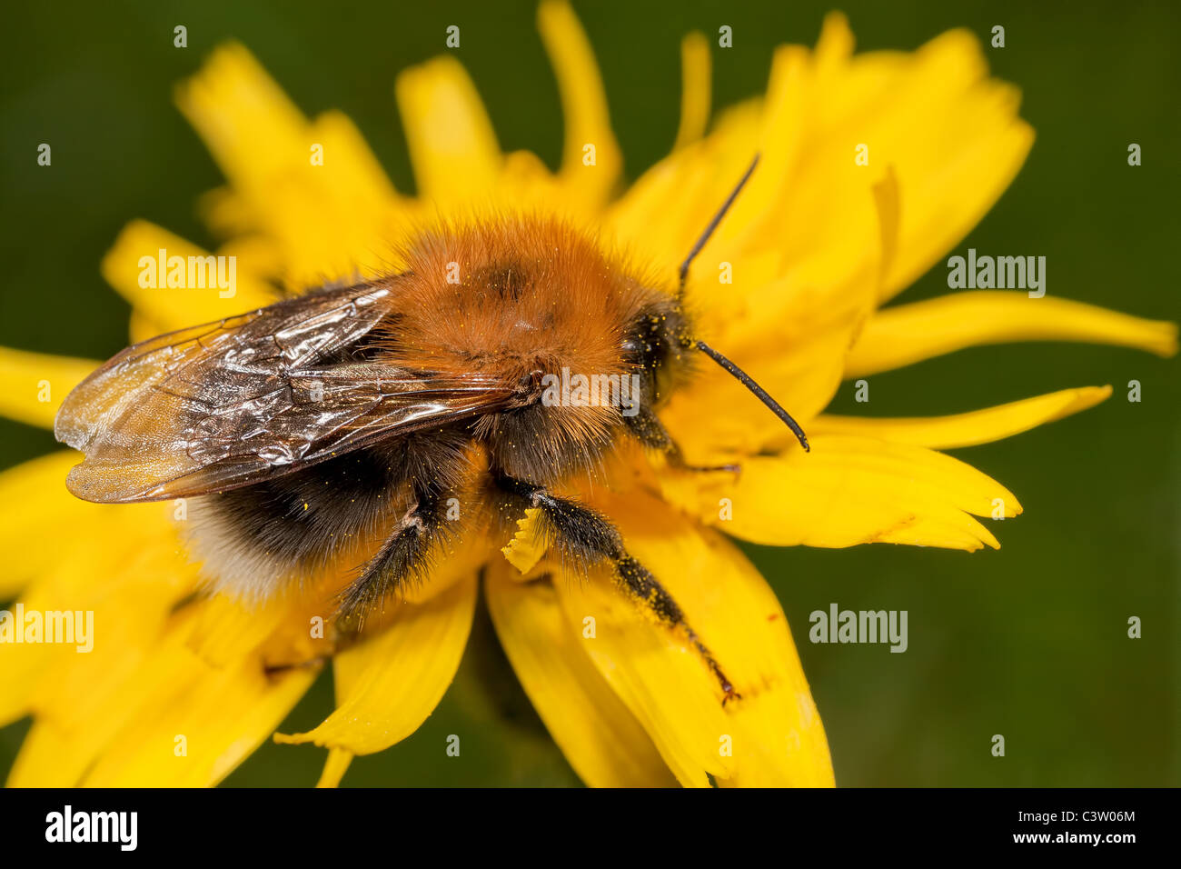 A Tree Bumblebee - Bombus hypnorum, resting on a hawkbit flower. Stock Photo
