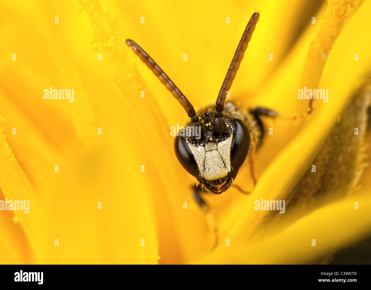 White-faced Bee (Hylaeus hyalinatus) resting in a hawkbit flower. Stock Photo