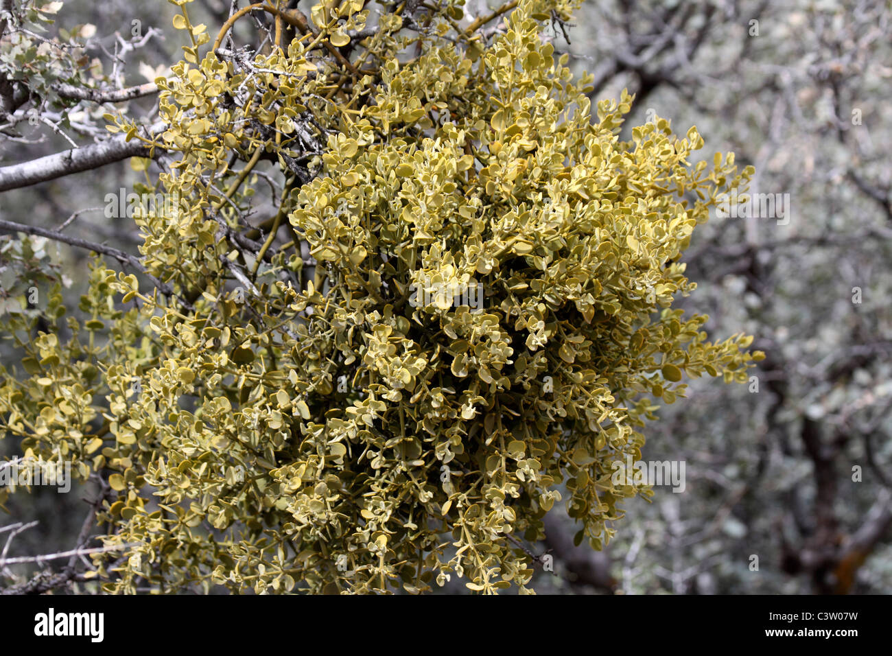 Mistletoe in Arizona Stock Photo