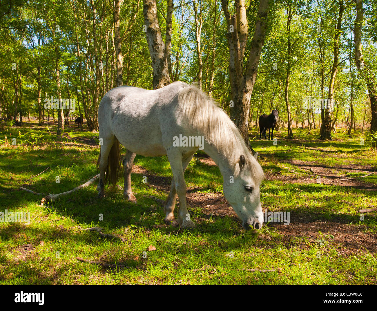 Pony in woodland at Roydon Common in Norfolk, England. Stock Photo