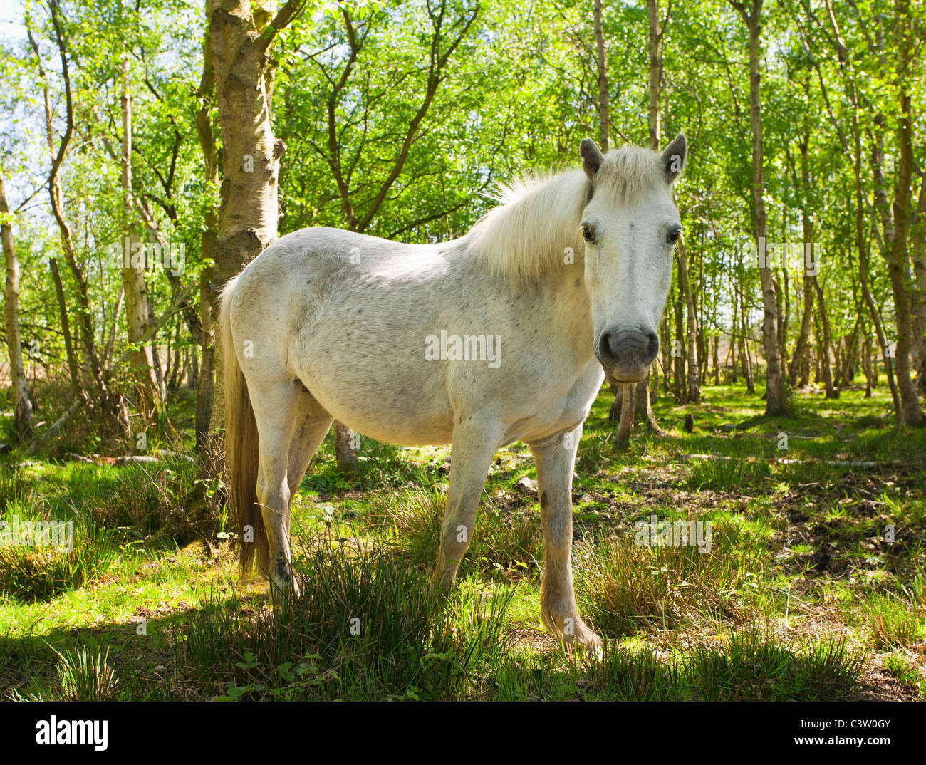 Pony in woodland at Roydon Common in Norfolk, England. Stock Photo