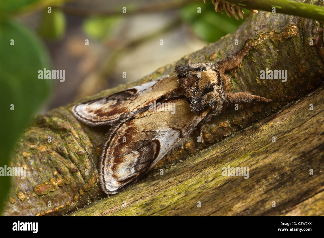 Pebble Prominent (Notodonta ziczac) Stock Photo