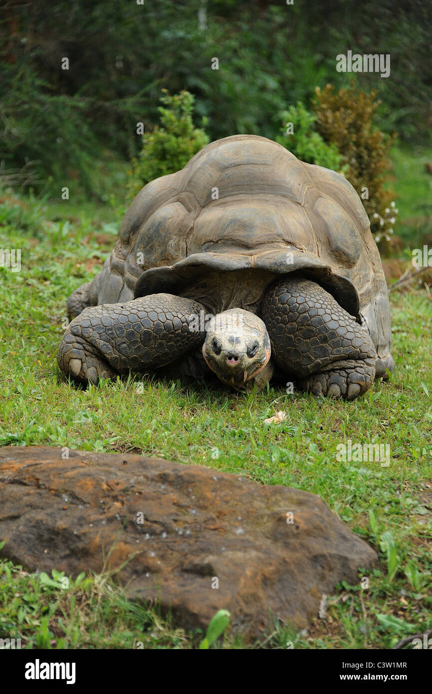 Galapagos Giant Tortoise, London Zoo Stock Photo - Alamy