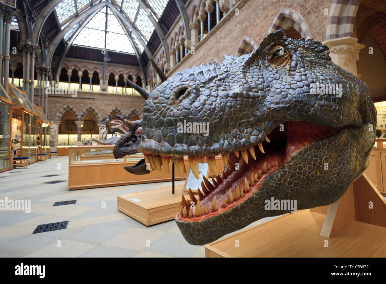 T. Rex dinosaur model head at the Oxford University Natural History Museum, Oxford, England Stock Photo