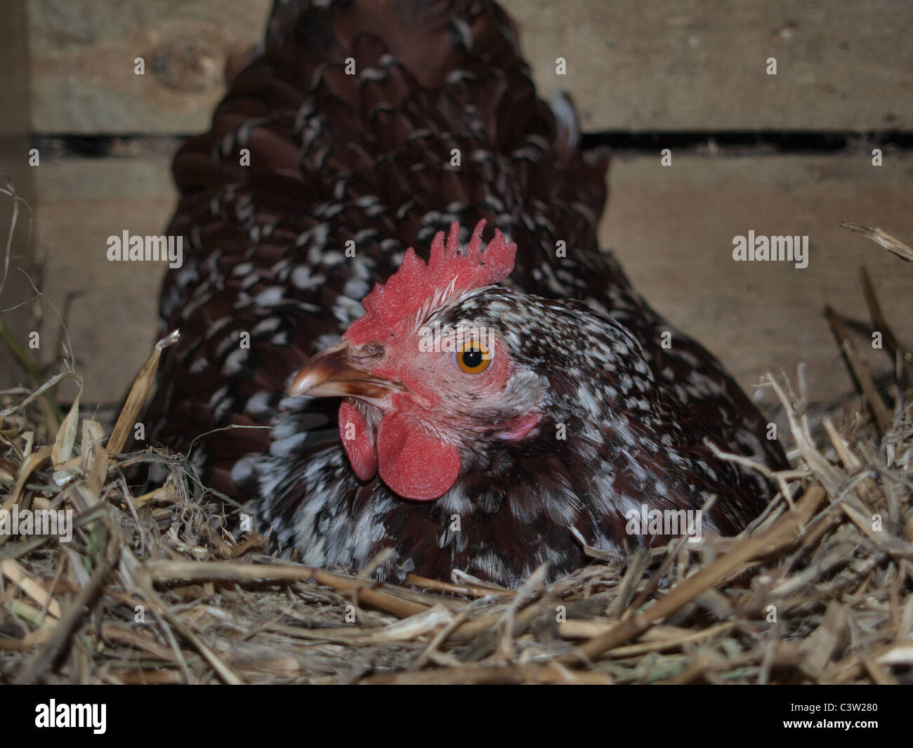 Speckled Sussex Chicken on nest. UK Stock Photo - Alamy