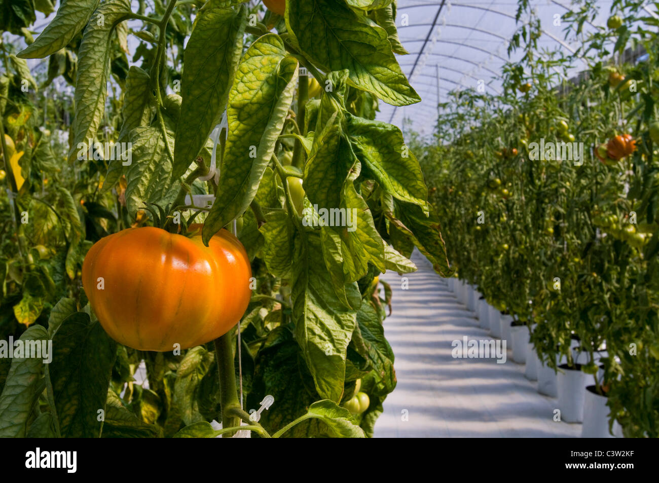 Fresh heirloom tomatoes growing in hydroponic climate controlled greenhouse, Linn's Family Farm, near Cambria, California Stock Photo