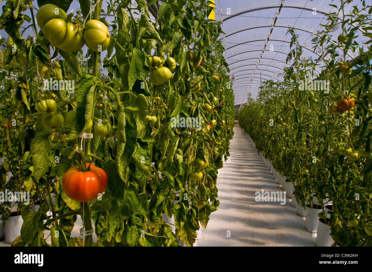 Fresh heirloom tomatoes growing in hydroponic climate controlled greenhouse, Linn's Family Farm, near Cambria, California Stock Photo