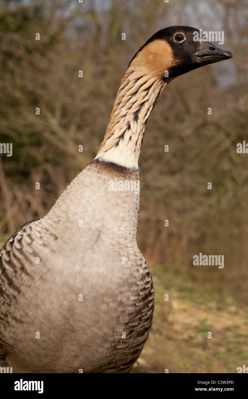 Hawaiian Goose (Branta sandvicensis). Head and neck showing typical feather striation from a low viewpoint. Stock Photo