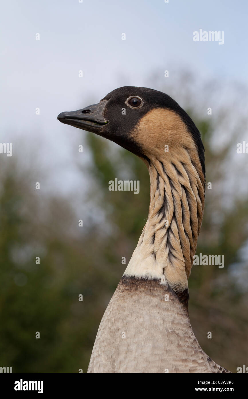 Hawaiian Goose (Branta sandvicensis). Head and neck showing, typical of the species, feather striation or grooving. Alert, attentive posture. Stock Photo