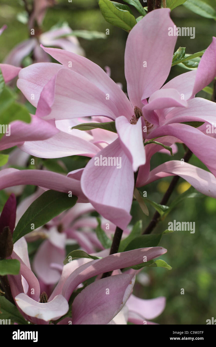 Bunch pink magnolia flower hi-res stock photography and images - Alamy