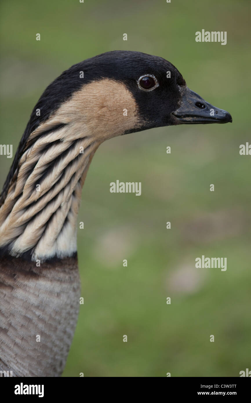 Hawaiian Goose (Branta sandvicensis). Head and neck showing typical feather striation. Stock Photo