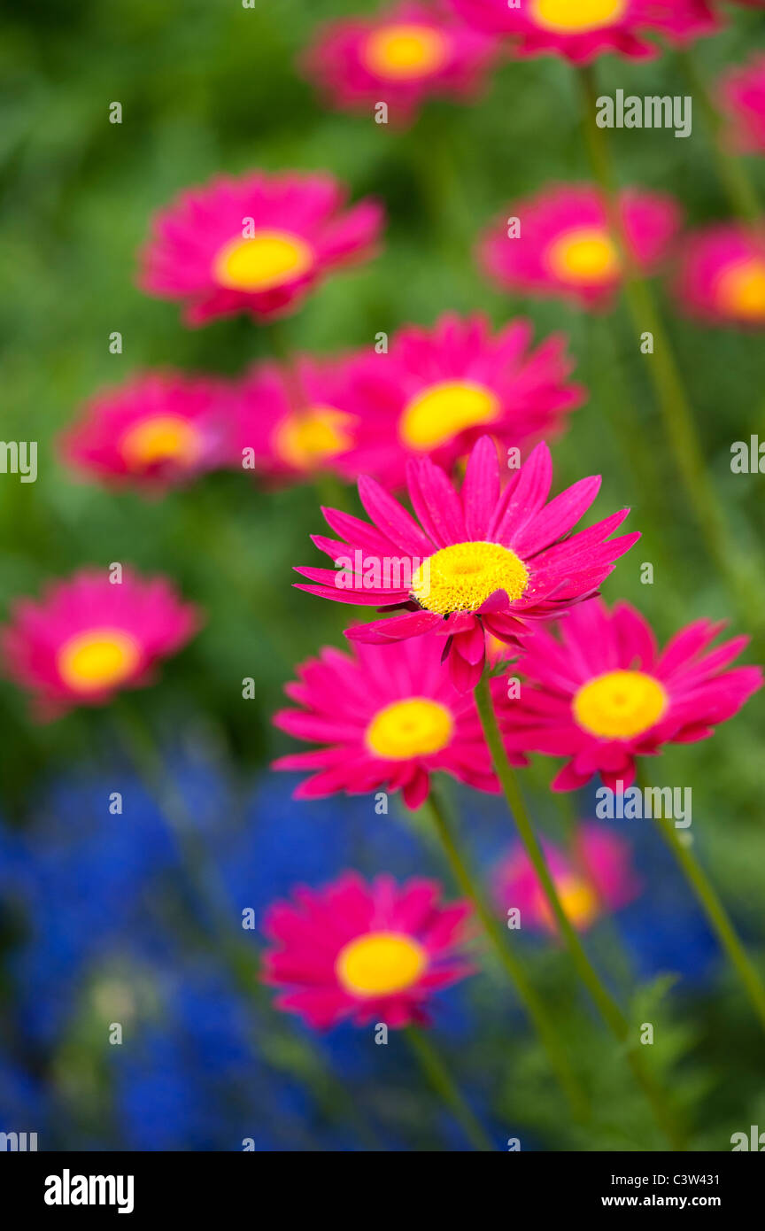 Tanacetum coccineum.  Painted Daisy flowers Stock Photo
