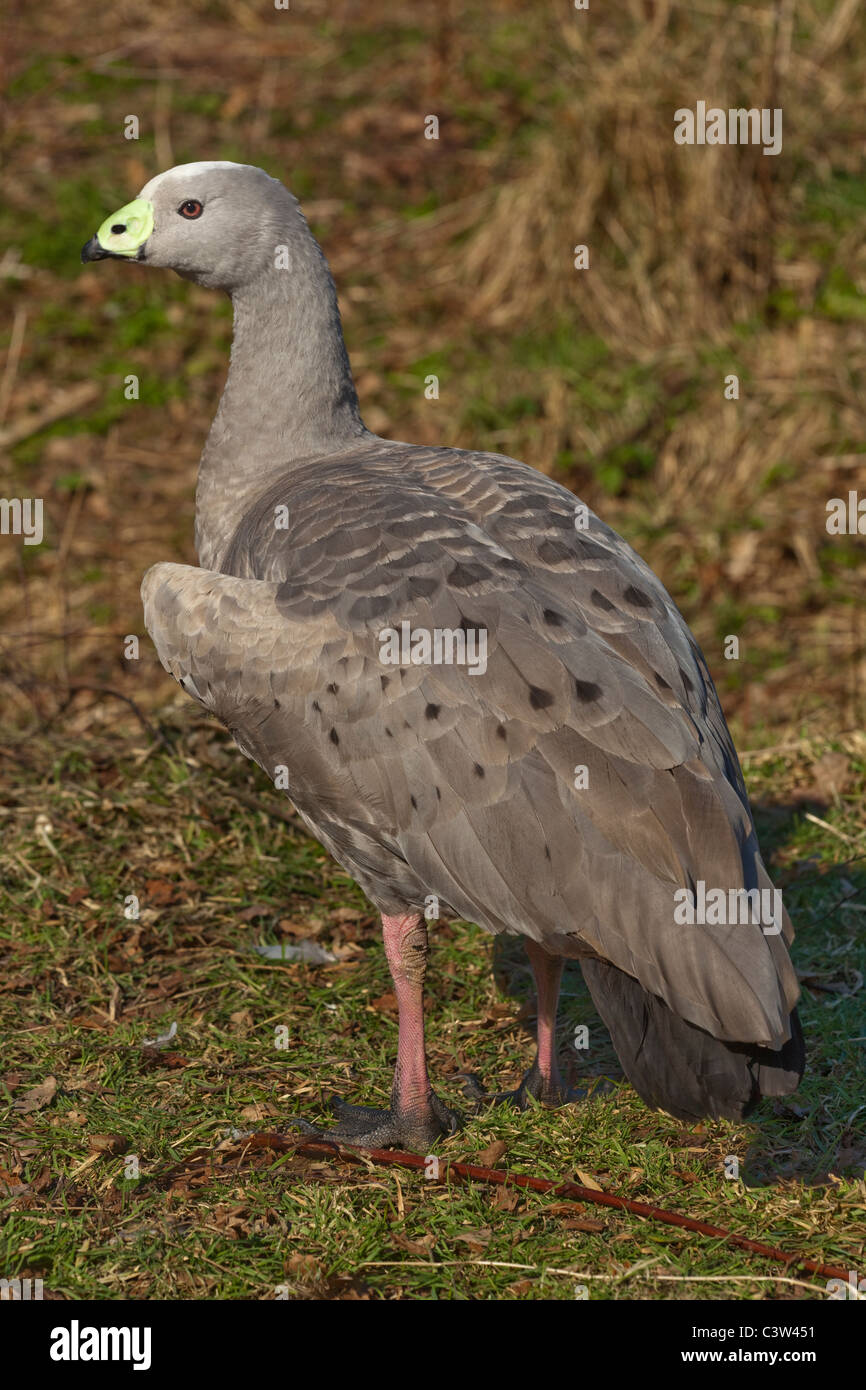 Cereopsis or Cape Barren Goose (Cereopsis novaehollandiae). Islands, southern Australia. Bass Straits. Stock Photo