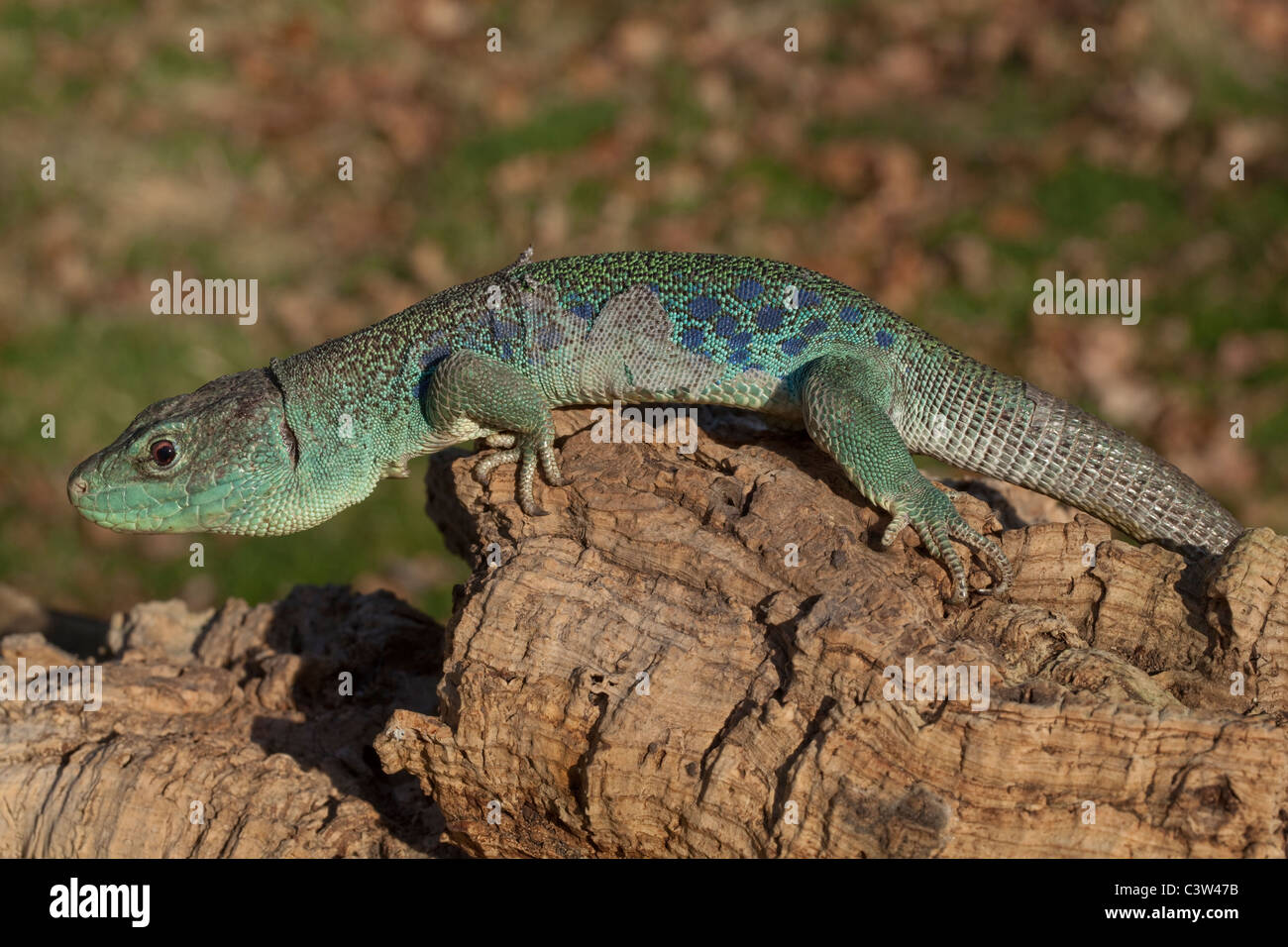 European Ocellated or Eyed Lizard (Timon lepidus). Showing sloughing of skin in pieces on left flank of body. Stock Photo