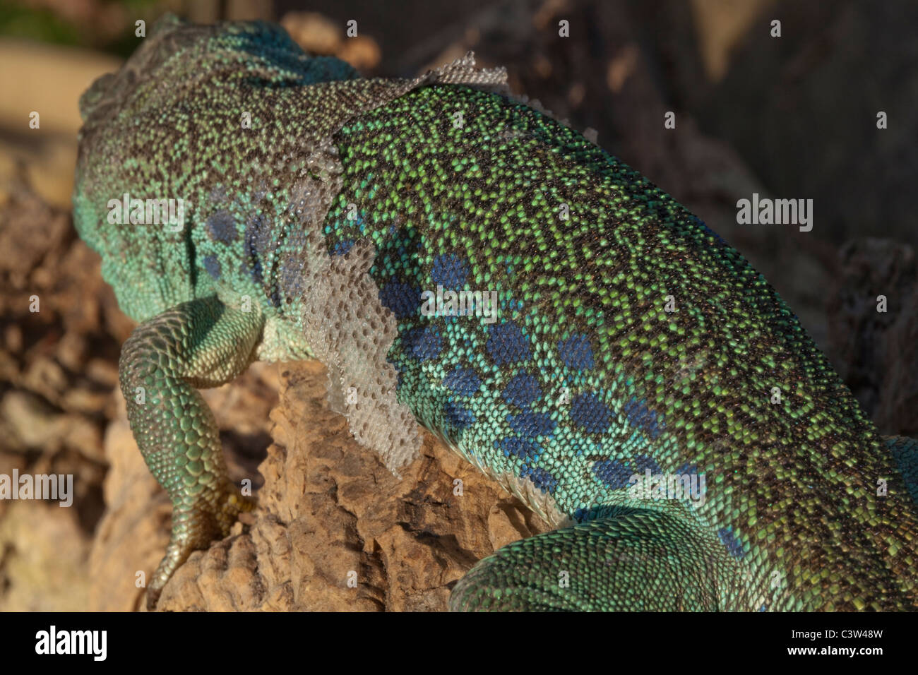 European Ocellated or Eyed Lizard (Timon lepidus). Showing sloughing of skin in pieces on flank of body. Stock Photo