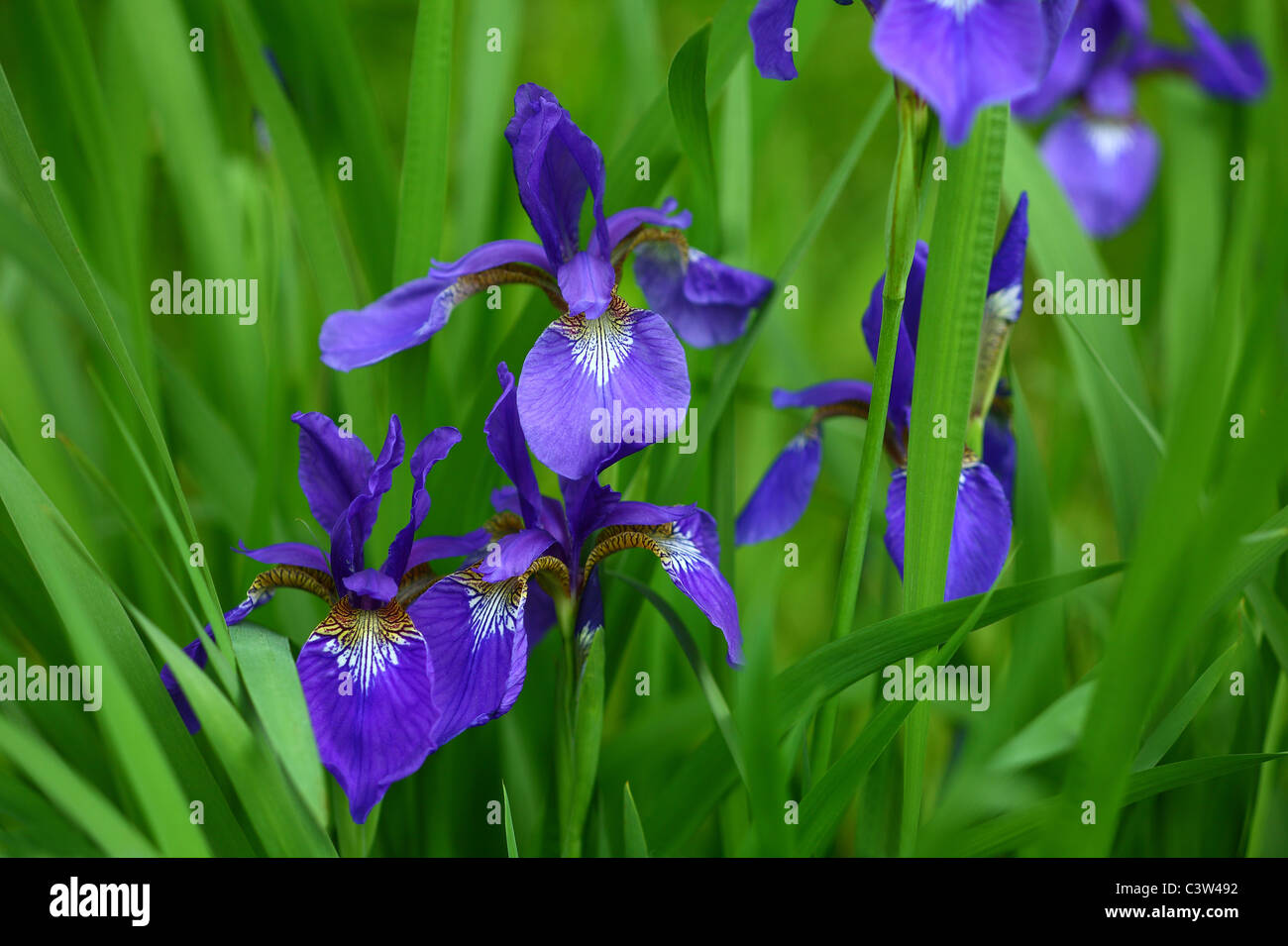 Blue Flag Flowers Stock Photo Alamy