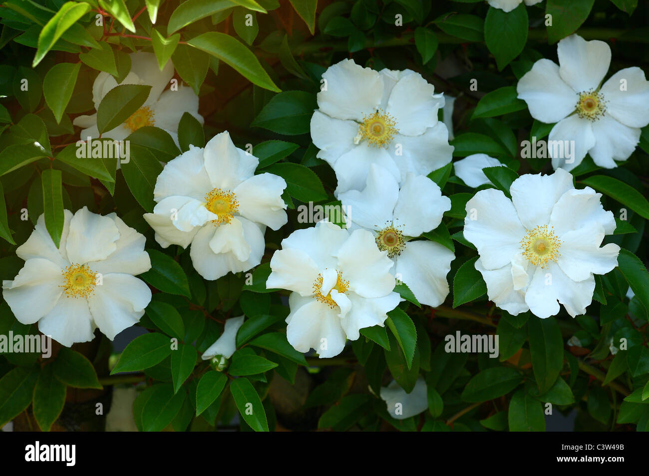 Cherokee Rose High Resolution Stock Photography And Images Alamy